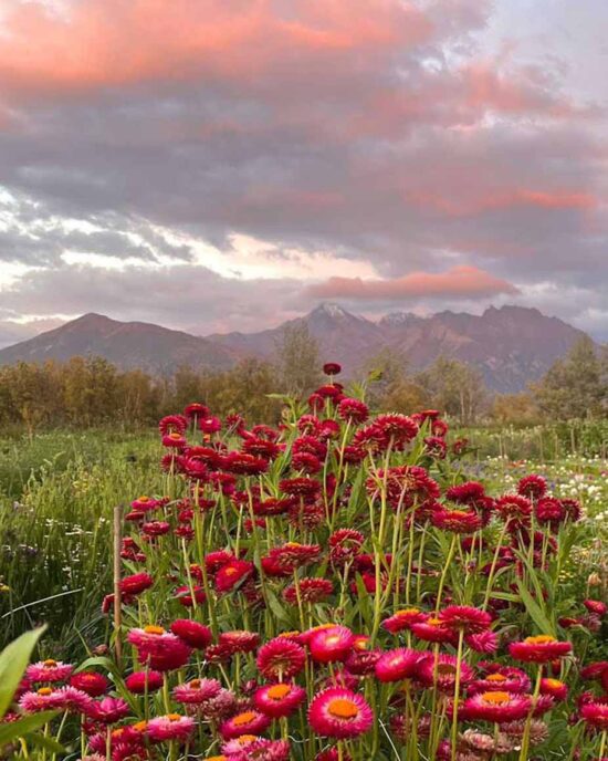 Red flowers in an Alaska flower field