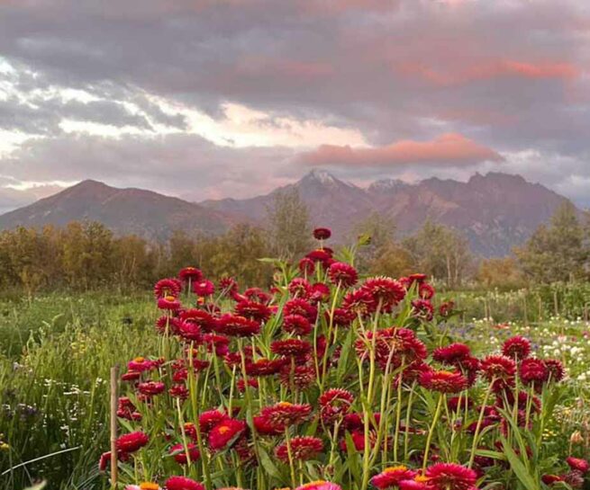 Red flowers in an Alaska flower field