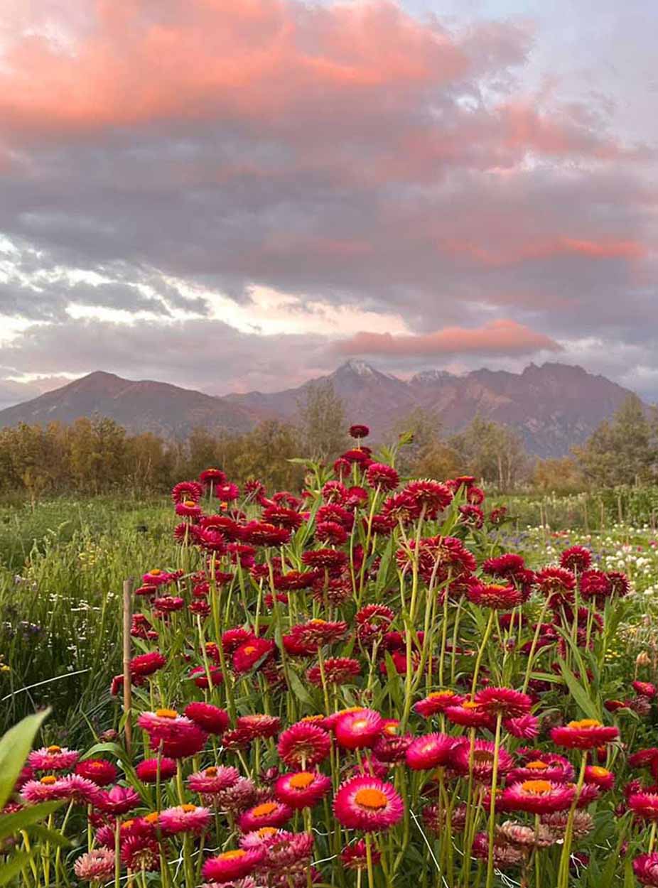 Red flowers in an Alaska flower field