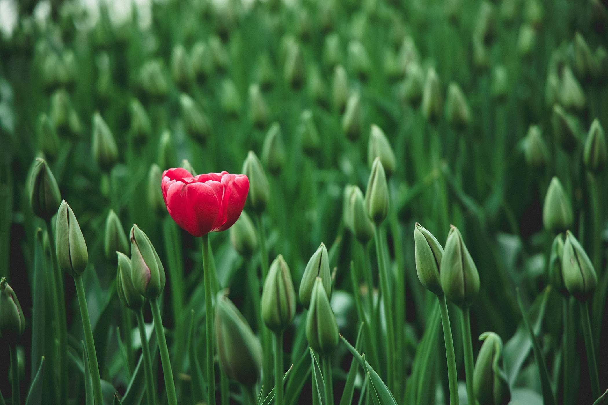 red tulip amidst a sea of green unopened tulips